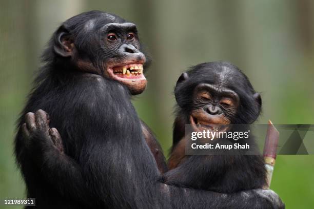 bonobo mature male and juvenile male portrait - male animal fotografías e imágenes de stock