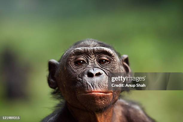 bonobo female 'lisala' portrait - female animal stock pictures, royalty-free photos & images