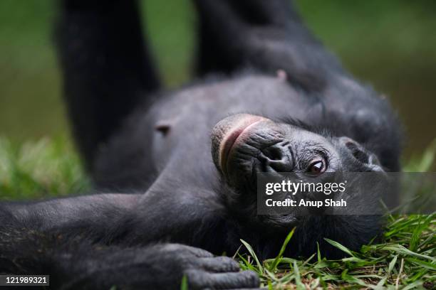 bonobo female lying on her back - portrait - female bonobo photos et images de collection