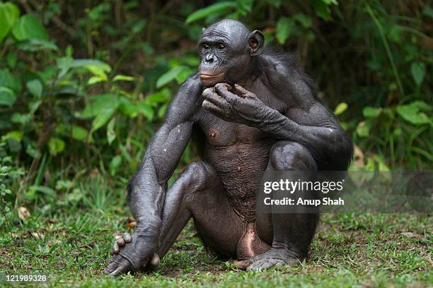 bonobo male 'makali' scratching his chin - bonobo stock pictures, royalty-free photos & images