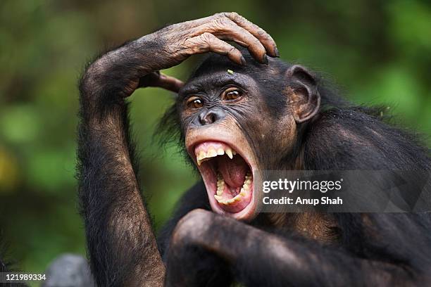 bonobo young female 'sankuru' portrait - chimpanzee stockfoto's en -beelden