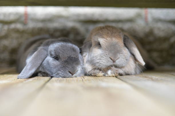 Dwarf Rabbits Two 96 Dwarf Lop Rabbits Stock Photos, High-Res Pictures, and Images ...