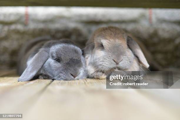 Small Round Eared Rabbit 6,010 Cute Little Bunnies Stock Photos, High-Res Pictures, and Images ...