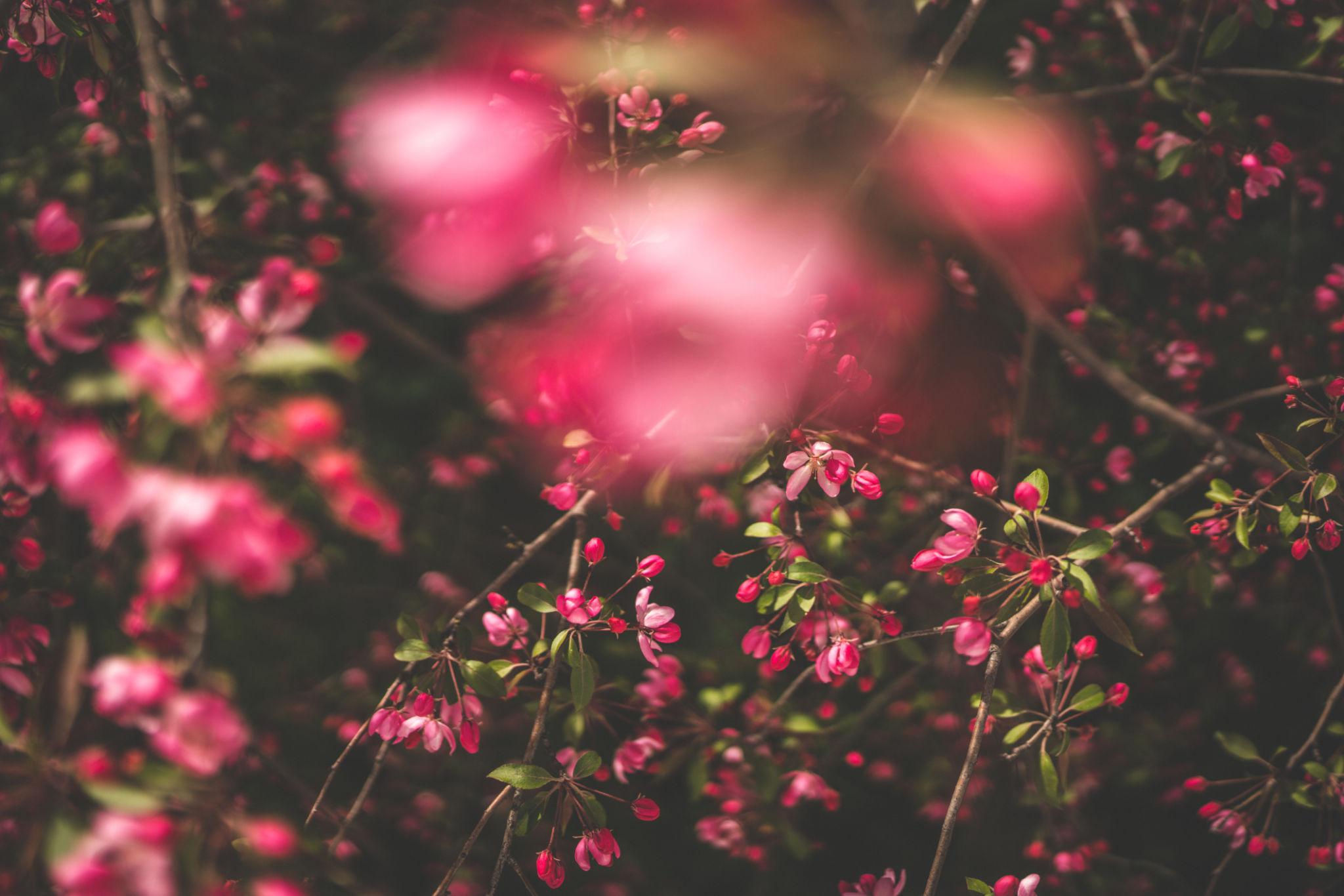 Wild cherry blossoms Wild cherry blossoms