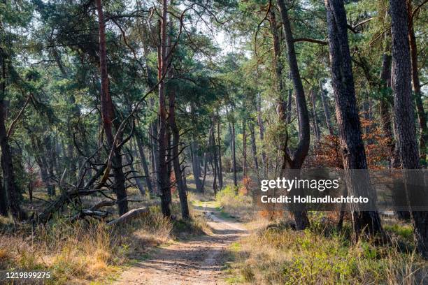 spring forest in the 'crown domain', a nature reserve on the veluwe in the middle of the netherlands. - gelderland stock pictures, royalty-free photos & images