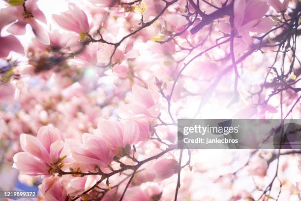 blühende magnolienbaum nahaufnahme - magnolia flower stock-fotos und bilder
