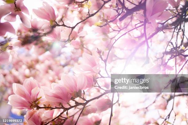 blühende magnolienbaum nahaufnahme - magnolien stock-fotos und bilder