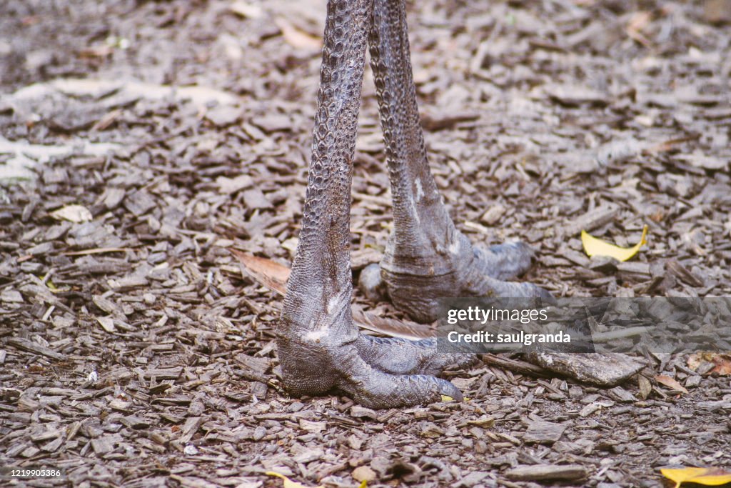 Closeup of the legs of an emu