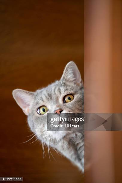 brittiska shorthair katt lås på målet hemma. - cat looking up bildbanksfoton och bilder