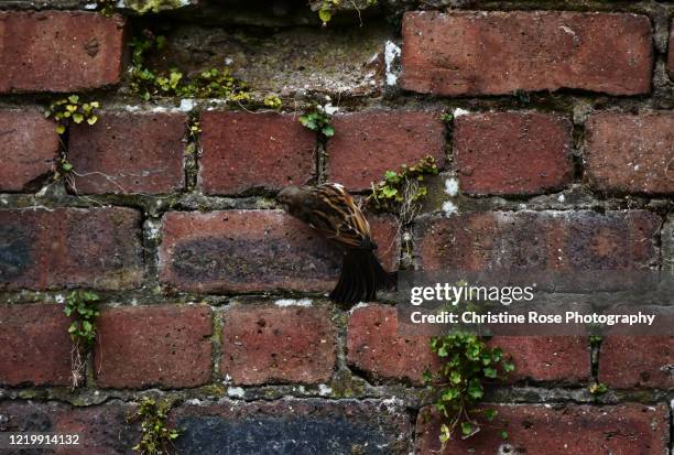 sparrows on the wall - moineau photos et images de collection