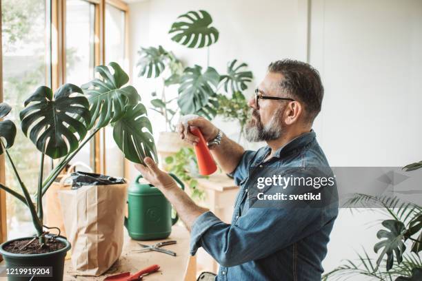 blomma trädgårdsarbete under isoleringsperioden - plant bildbanksfoton och bilder