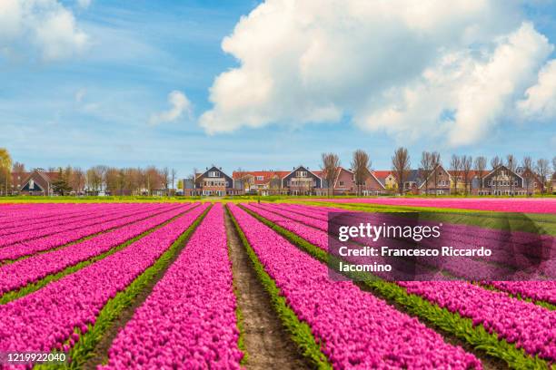 tulips, windmills and flowers in springtime, northern amsterdam, netherlands. - iacomino netherlands stock pictures, royalty-free photos & images