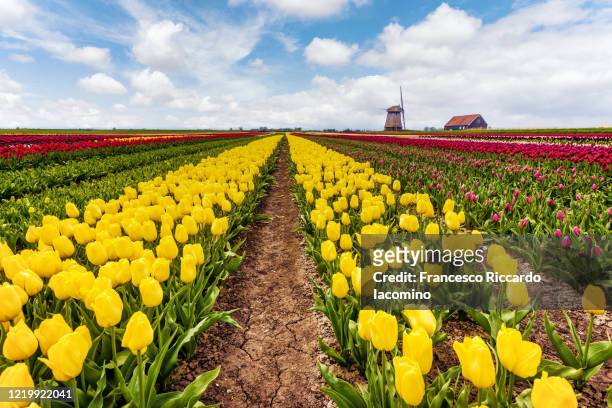 tulips, windmills and flowers in springtime, northern amsterdam, netherlands. - iacomino netherlands foto e immagini stock