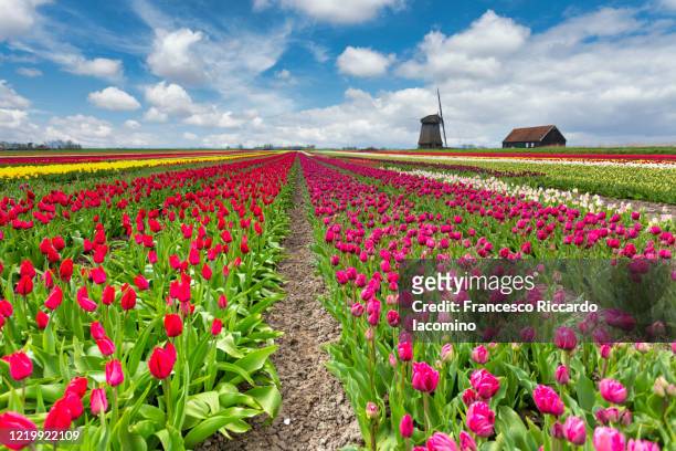 tulips, windmills and flowers in springtime, northern amsterdam, netherlands. - iacomino netherlands stock pictures, royalty-free photos & images