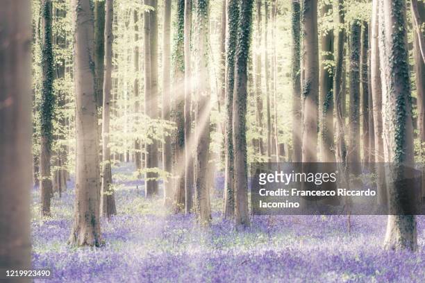 hallerbos, belgium. bluebells forest with magical mood - iacomino belgium foto e immagini stock