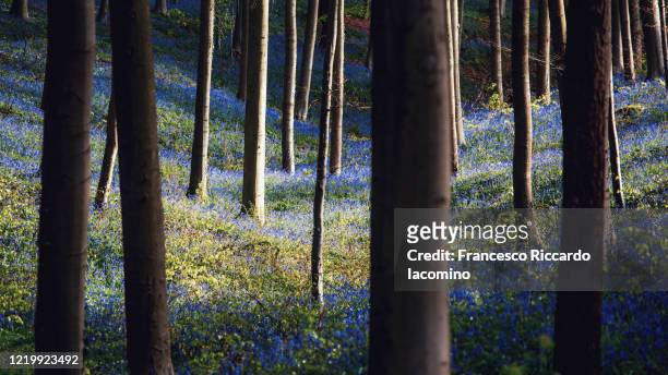hallerbos, belgium. bluebells forest with magical dark mood - iacomino belgium foto e immagini stock
