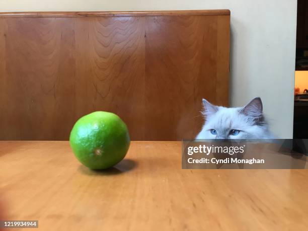 funny portrait of a cat peeking over the edge of a table to stare at a lime - food table edge stock pictures, royalty-free photos & images