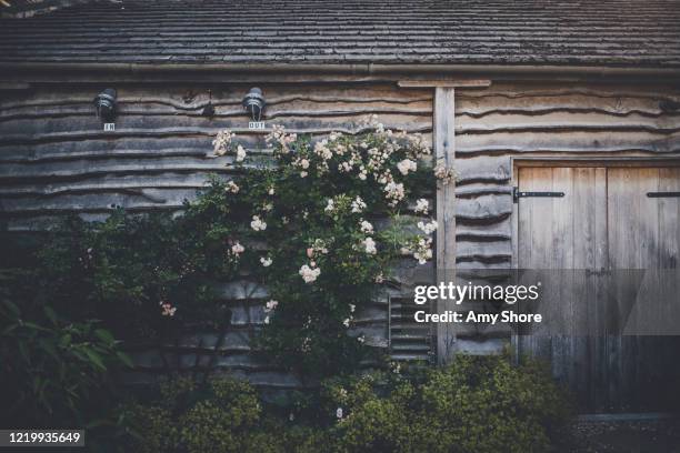 rustic barn with climbing rose bush - wooden shed stock pictures, royalty-free photos & images