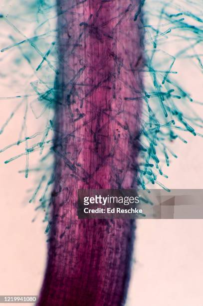 root hairs---single-celled extensions of epidermal cells, radish seedling root, 25x - root hair stockfoto's en -beelden