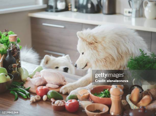 healthy eating - dog stealing food stock pictures, royalty-free photos & images