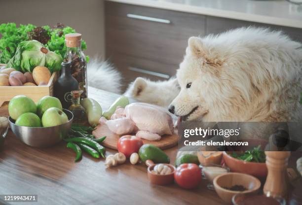 healthy eating - dog stealing food stock pictures, royalty-free photos & images