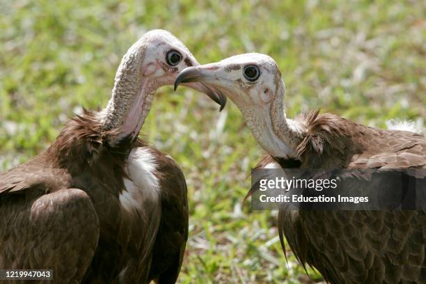 Two vultures preening Senegambia Hotel lawns Kololi The Gambia.