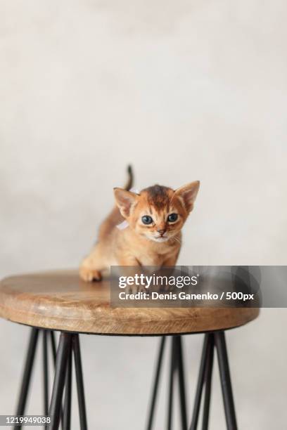 portrait of abyssinian kitten - abyssinian cat stock-fotos und bilder