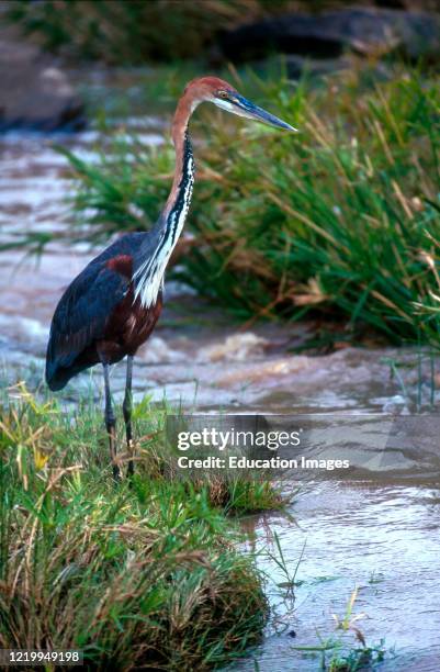 Goliath Heron fishing Serengeti National Park Tanzania.