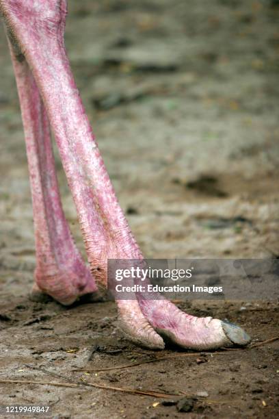Ostrich legs and feet Jurong Bird Park Singapore.