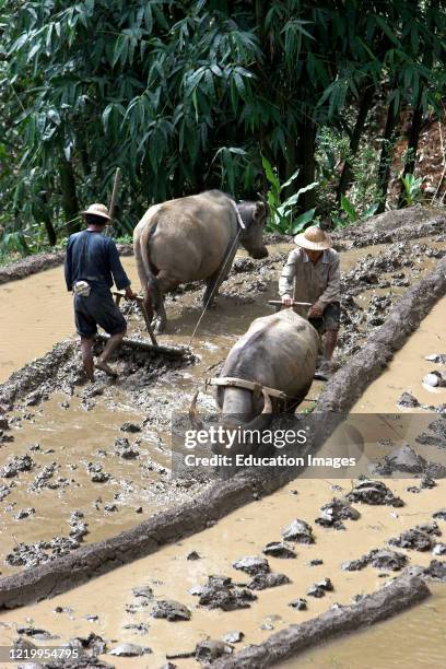 Two pith helmet farmers with buffalo ploughs till rice terraces near Sapa Vietnam.