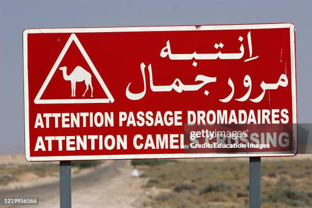 Camel crossing warning highway sign in English French and Arabic desert Tunisia.