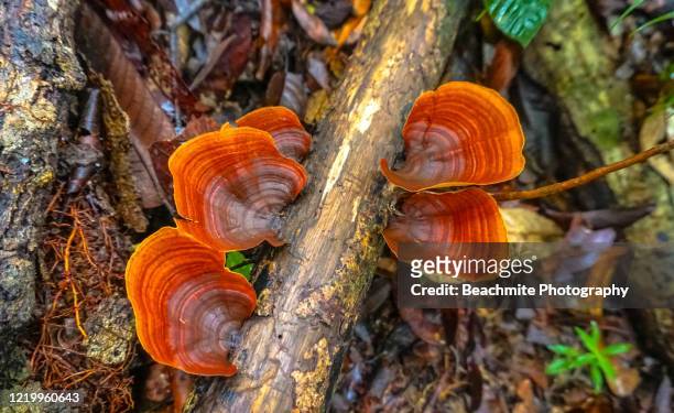 close up of orange/red tropical wild mushrooms or fungus on a fallen tree in a pristine rainforest in danum valley, sabah, malaysian borneo. - wood rot stock pictures, royalty-free photos & images