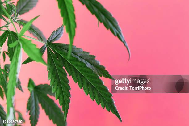 close up of cannabis leaves on pink background - hemp agriculture stock-fotos und bilder
