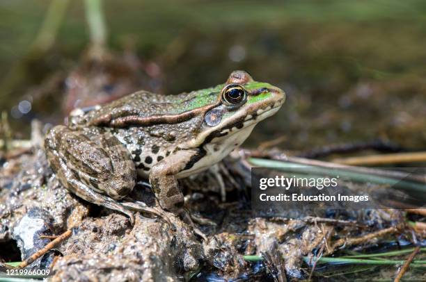 True Frogs Example True Frog Photos and Premium High Res Pictures - Getty Images