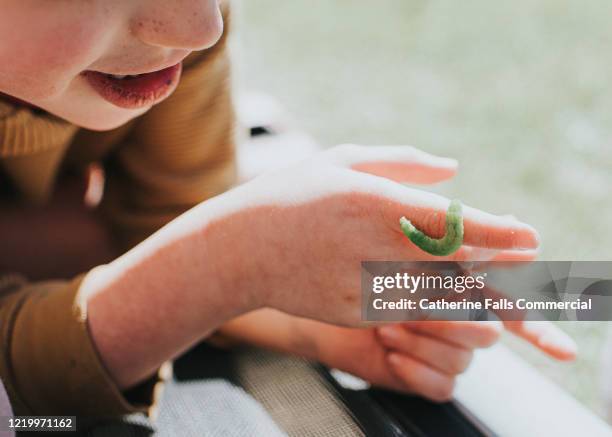 child holding a caterpillar - caterpillar stock-fotos und bilder