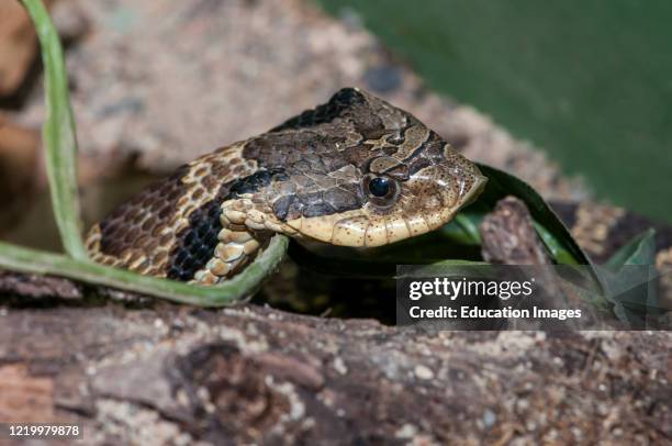 Owatonna, Minnesota. Reptile and Amphibian Discovery Zoo. Eastern Hognose Snake, Heterodon platirhinos.