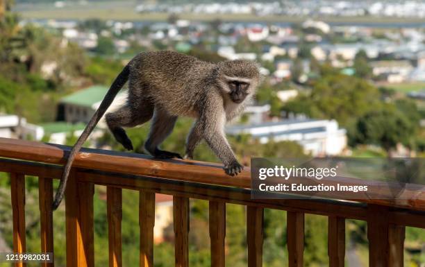 Hermanus, Western Cape, South Africa, A Vervet monkey climbing onto the balcony of a private home in Hermanus, South Africa.