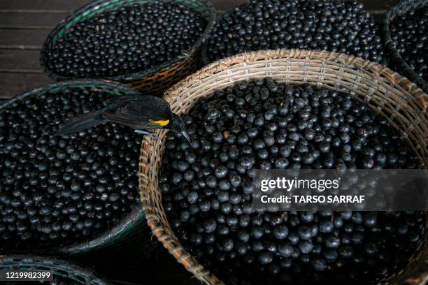 Bird eats an acai berry from a basket on the boat of merchant Evandro Santos resident of the riverside community of Sao Jose, in Melgaco, southwest...