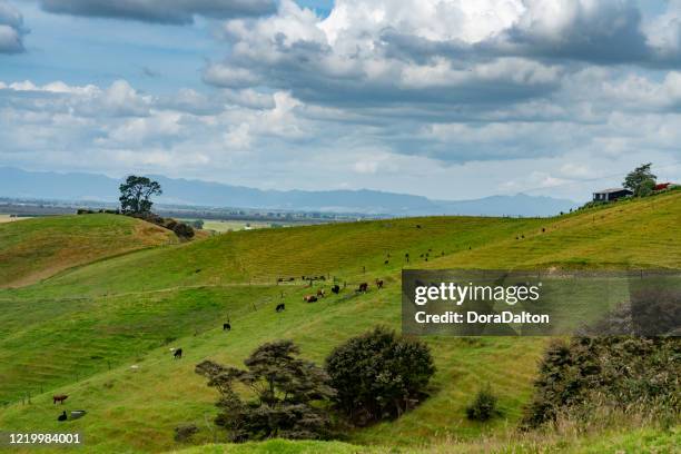 cattle farm, new zealand - new zealand dairy farm stock pictures, royalty-free photos & images