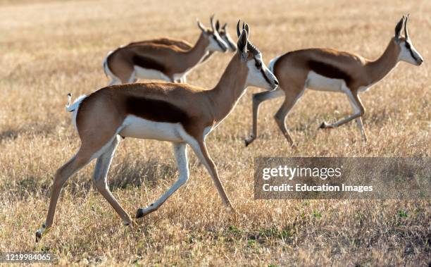 Caledon, Western Cape, South Africa, Springbok grazing on farmland in the Overberg region of the Western Cape, South Africa.