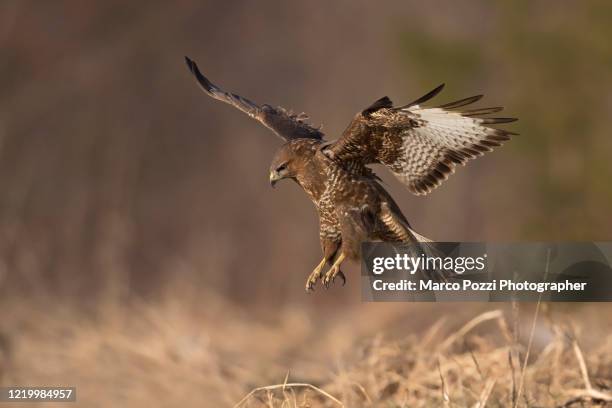 jumping on the prey - eurasian buzzard stock pictures, royalty-free photos & images