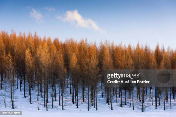 plantation of larches and cloud - deciduous tree - fotografias e filmes do acervo