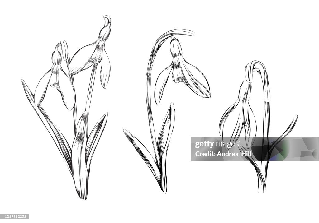 Snowdrops Ink Vector Illustration