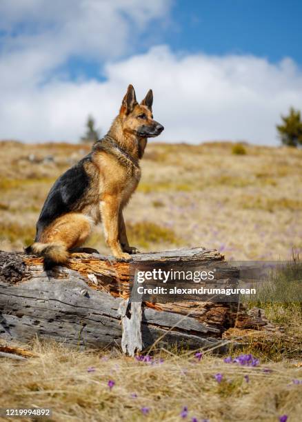 german shepherd in nature - german shepherd stock pictures, royalty-free photos & images