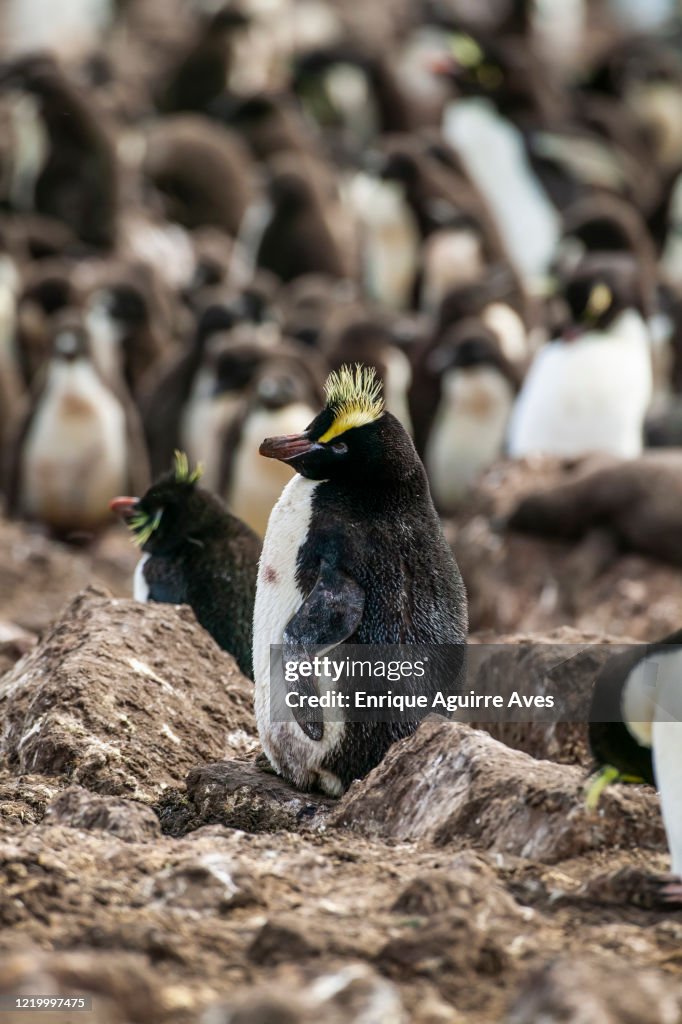 Erect-crested penguin (Eudyptes sclateri)