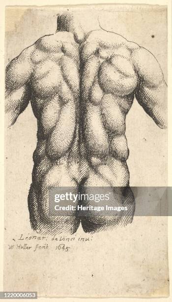 Naked male torso seen from behind, 1645. Artist Wenceslaus Hollar.