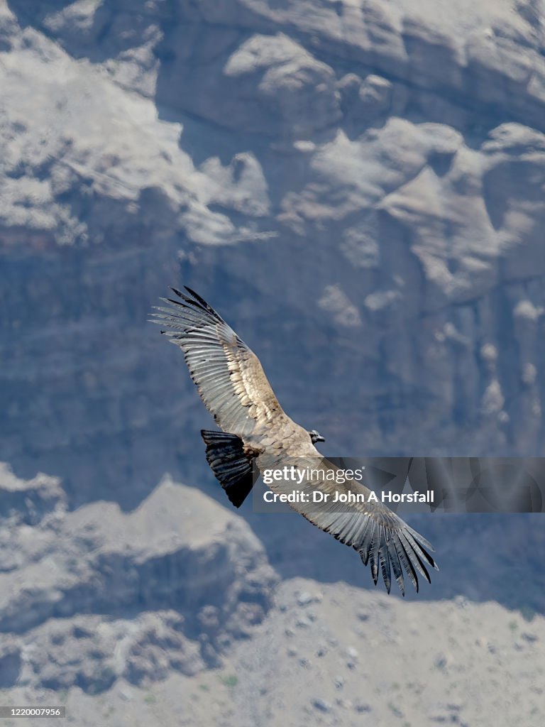 An immature Andean Condor soars above the central Andes