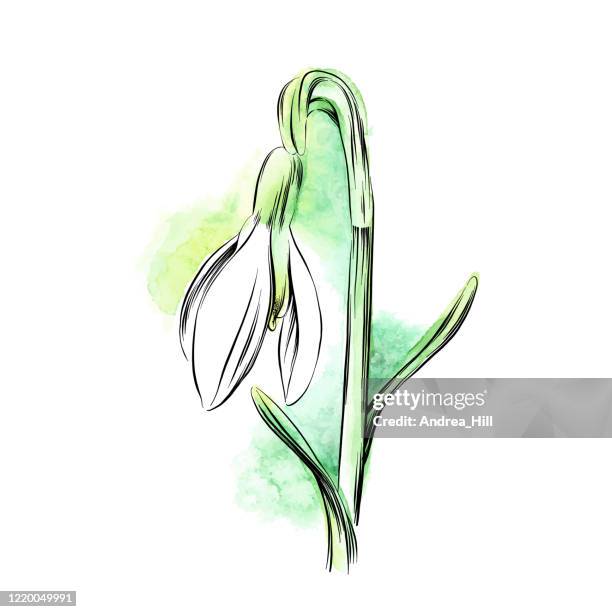 snowdrops watercolor and ink vector illustration - snowdrop stock illustrations