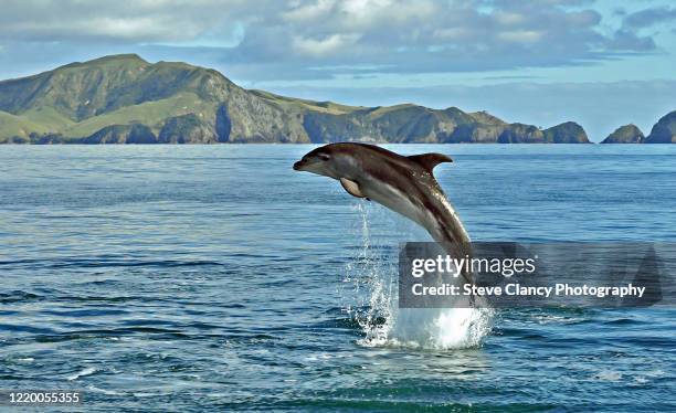 powerful dolphin - bay of islands stock-fotos und bilder