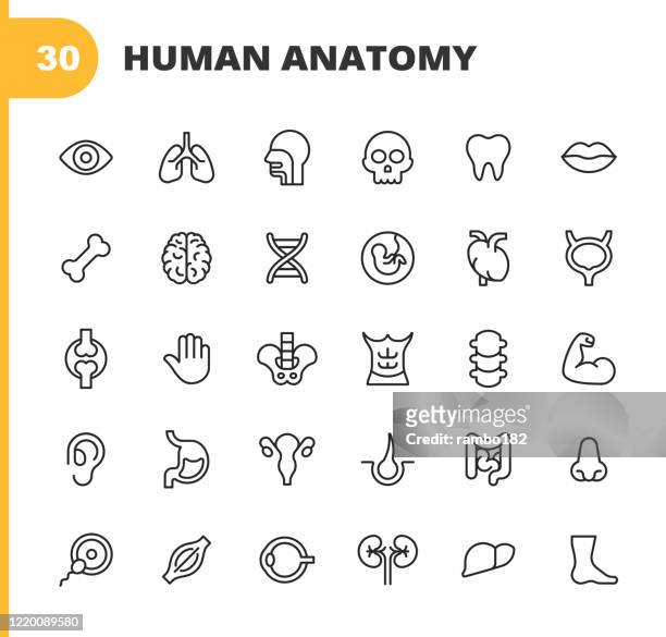 menschliche anatomie linie icons. bearbeitbarer strich. pixel perfekt. für mobile und web. enthält symboleweise menschliche anatomie, menschlicher kopf, menschliche hand, leber, lunge, herz, verdauungssystem, ohr, auge, nase, mund, schädel, zähne, musk - dickdarm verdauungstrakt stock-grafiken, -clipart, -cartoons und -symbole